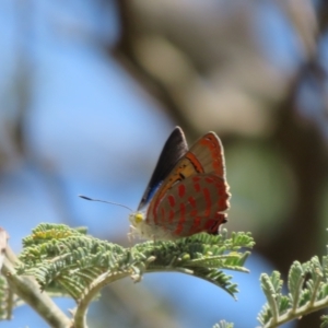 Hypochrysops delicia at Hall Cemetery - 26 Nov 2023