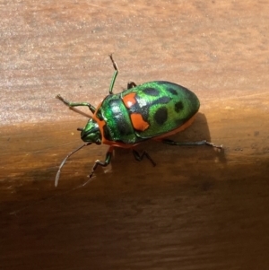 Scutiphora pedicellata at Campbell, ACT - 27 Nov 2023