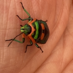 Scutiphora pedicellata at Campbell, ACT - 27 Nov 2023