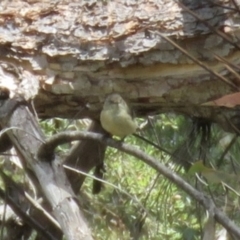 Acanthiza reguloides (Buff-rumped Thornbill) at Wingecarribee Local Government Area - 22 Nov 2023 by Span102