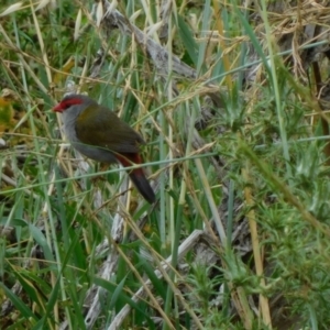 Neochmia temporalis at Symonston, ACT - suppressed