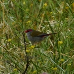 Neochmia temporalis at Symonston, ACT - suppressed