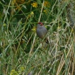 Neochmia temporalis at Symonston, ACT - suppressed