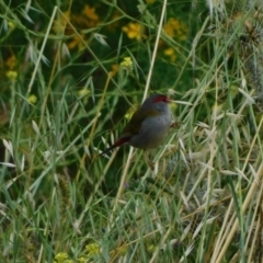 Neochmia temporalis at Symonston, ACT - suppressed