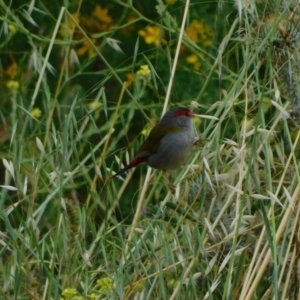 Neochmia temporalis at Symonston, ACT - suppressed