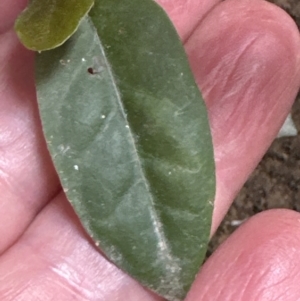 Parsonsia straminea at Kangaroo Valley, NSW - suppressed