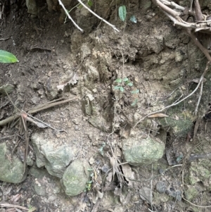 Parsonsia straminea at Kangaroo Valley, NSW - suppressed