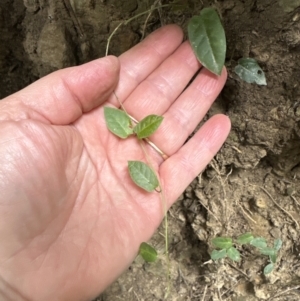 Parsonsia straminea at Kangaroo Valley, NSW - suppressed