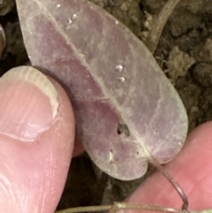 Parsonsia straminea at Kangaroo Valley, NSW - suppressed