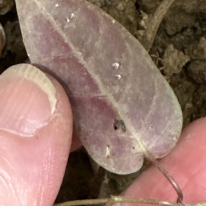 Parsonsia straminea at Kangaroo Valley, NSW - 28 Nov 2023