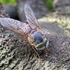 Tabanidae (family) (Unidentified march or horse fly) at Burradoo, NSW - 12 Nov 2022 by GlossyGal