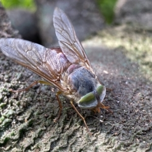 Tabanidae (family) at Wingecarribee Local Government Area - suppressed