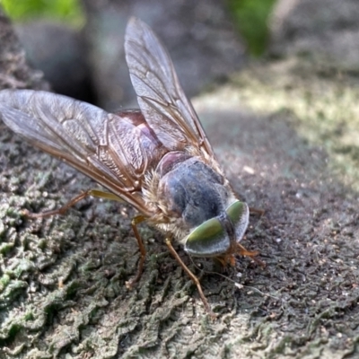 Tabanidae (family) (Unidentified march or horse fly) at Burradoo - 12 Nov 2022 by GlossyGal