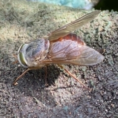 Tabanidae (family) at Wingecarribee Local Government Area - suppressed