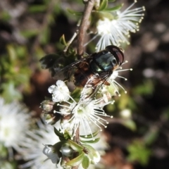 Austalis copiosa (Hover fly) at Burradoo, NSW - 18 Nov 2022 by GlossyGal