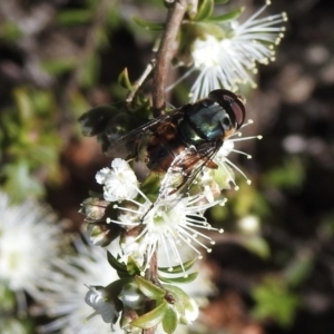 Austalis copiosa (Hover fly) at Wingecarribee Local Government Area by GlossyGal