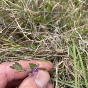 Polygala japonica at Jacka, ACT - 23 Nov 2023