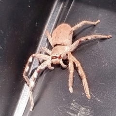 Isopedella pessleri (A huntsman spider) at McKellar, ACT - 27 Nov 2023 by Birdy