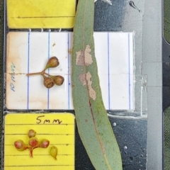 Eucalyptus melliodora (Yellow Box) at Yarralumla, ACT - 28 Nov 2023 by Steve818