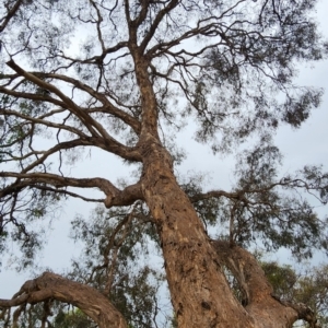 Eucalyptus melliodora at Yarralumla, ACT - 28 Nov 2023