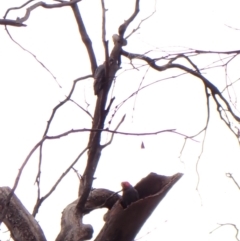 Callocephalon fimbriatum (identifiable birds) (Gang-gang Cockatoo (named birds)) at Mount Painter - 28 Nov 2023 by CathB