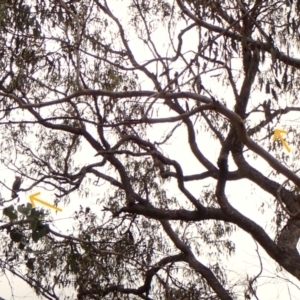 Callocephalon fimbriatum (identifiable birds) at Mount Painter - 28 Nov 2023