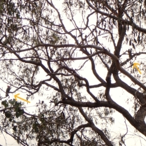 Callocephalon fimbriatum (identifiable birds) at Mount Painter - suppressed