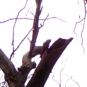 Callocephalon fimbriatum (identifiable birds) at Mount Painter - 28 Nov 2023