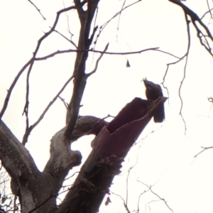 Callocephalon fimbriatum (identifiable birds) at Mount Painter - 28 Nov 2023