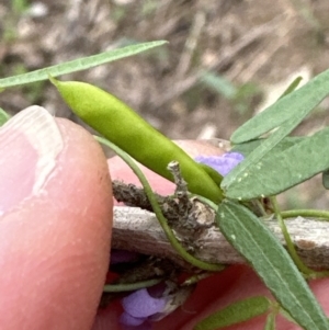 Glycine clandestina at Kangaroo Valley, NSW - 28 Nov 2023