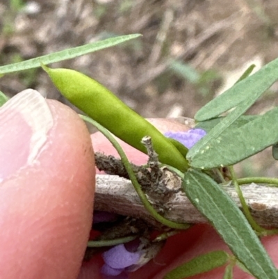 Glycine clandestina (Twining Glycine) at Kangaroo Valley, NSW - 28 Nov 2023 by lbradley