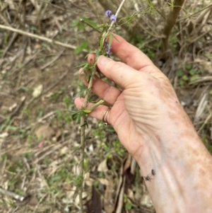 Glycine clandestina at Kangaroo Valley, NSW - 28 Nov 2023