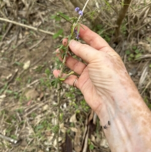 Glycine clandestina at Kangaroo Valley, NSW - suppressed