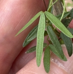 Glycine clandestina at Kangaroo Valley, NSW - suppressed