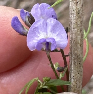 Glycine clandestina at Kangaroo Valley, NSW - suppressed