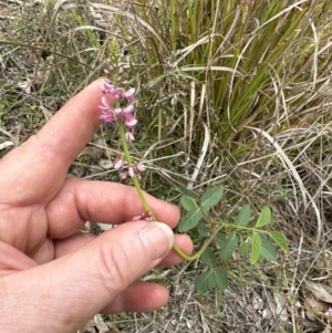 Oxytes brachypoda at Kangaroo Valley, NSW - suppressed