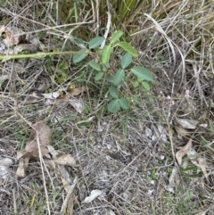 Oxytes brachypoda at Kangaroo Valley, NSW - 28 Nov 2023