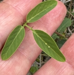 Oxytes brachypoda at Kangaroo Valley, NSW - suppressed