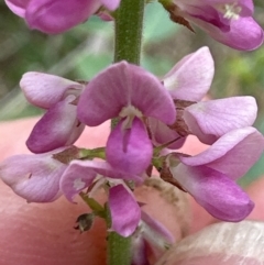 Oxytes brachypoda at Kangaroo Valley, NSW - suppressed