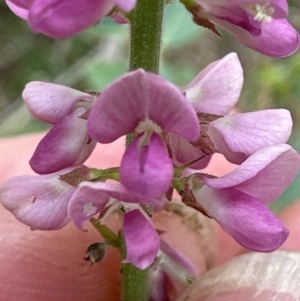 Oxytes brachypoda at Kangaroo Valley, NSW - suppressed