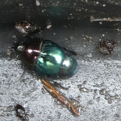 Saprinus (Saprinus) sp. (genus & subgenus) (Metallic hister beetle) at Mongarlowe River - 28 Nov 2023 by arjay