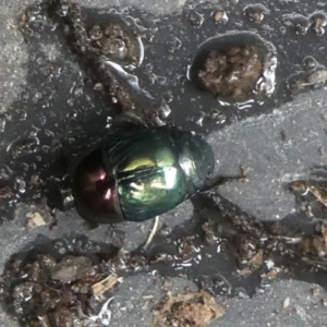 Saprinus (Saprinus) sp. (genus & subgenus) at QPRC LGA - suppressed