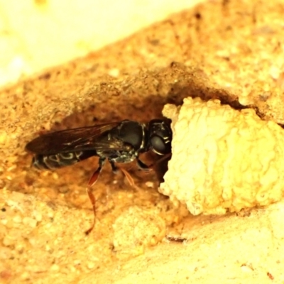 Pison sp. (genus) (Black mud-dauber wasp) at Cook, ACT - 27 Nov 2023 by CathB