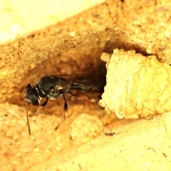 Pison sp. (genus) at Cook, ACT - 27 Nov 2023