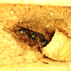 Pison sp. (genus) at Cook, ACT - 27 Nov 2023