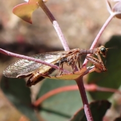 Campion sp. (genus) (Mantis Fly) at Belconnen, ACT - 25 Nov 2023 by CathB