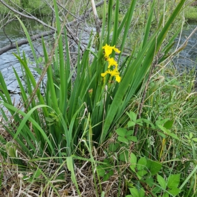 Iris pseudacorus (Yellow Flag) at Blue Gum Point to Attunga Bay - 25 Nov 2023 by jpittock