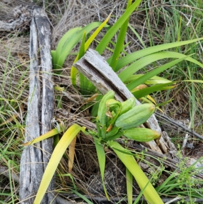 Unidentified Lily or Iris at Yarralumla, ACT - 25 Nov 2023 by jpittock