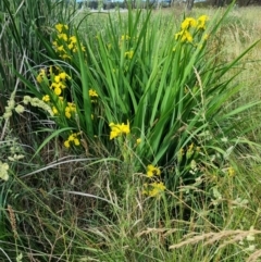 Iris pseudacorus (Yellow Flag) at Yarralumla, ACT - 25 Nov 2023 by jpittock