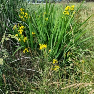 Iris pseudacorus (Yellow Flag) at Yarralumla, ACT - 25 Nov 2023 by jpittock